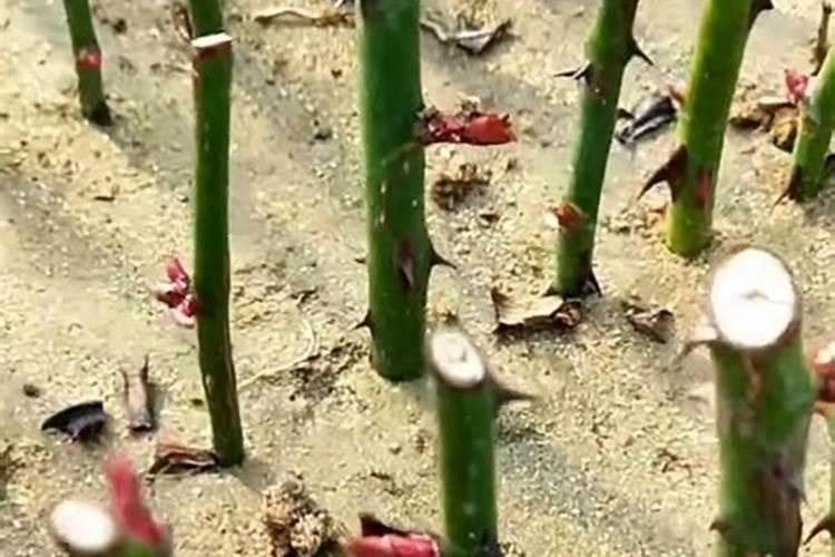 红叶石楠扦插苗什么时候施肥？红叶石楠扦插苗后期施肥技术