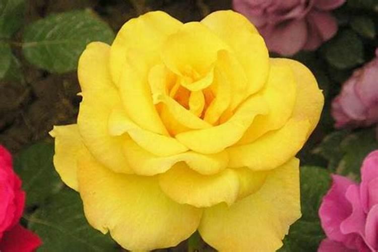 冬青施什么肥 冬青怎么施肥