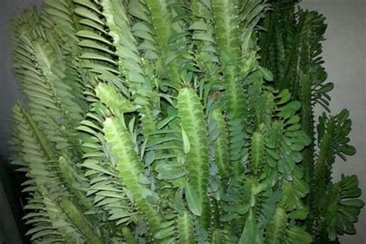 小树苗用什么肥料长得快