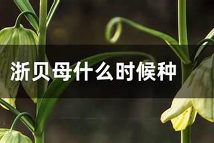 中国水溶肥的前十名 中国十大水溶肥排名