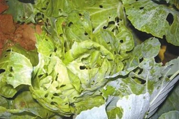 菜心怎么种才不招虫 种菜心不招虫方法