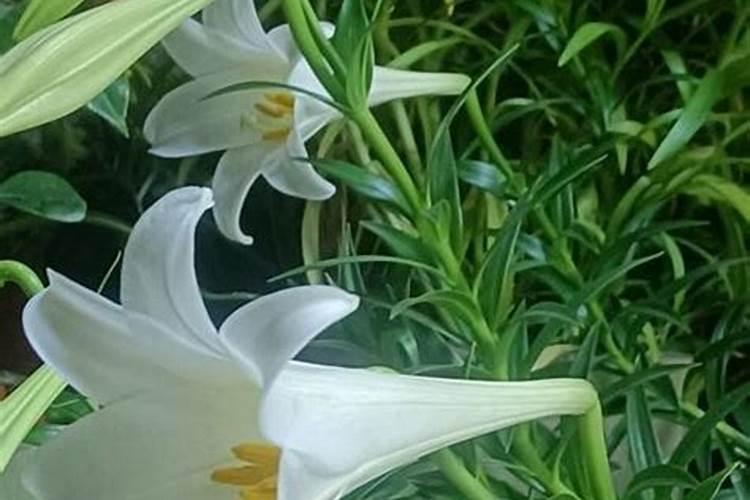 百合浇什么肥最好