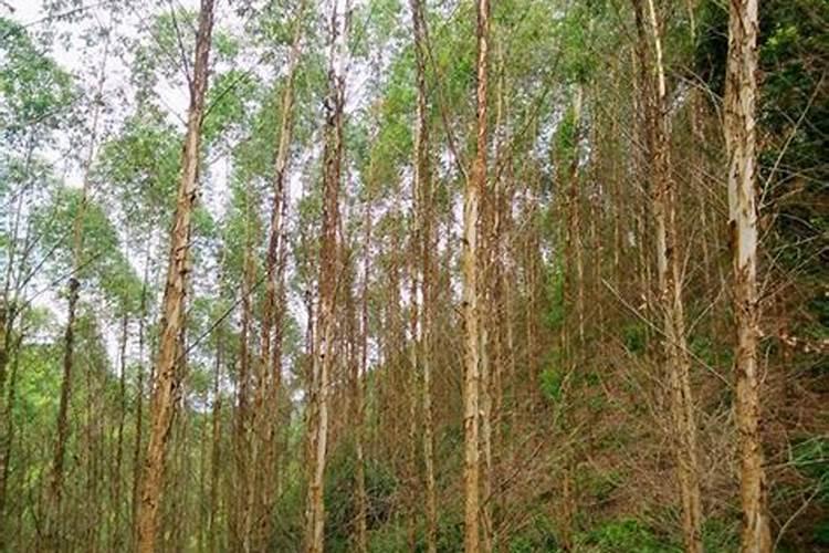 柑橘膨大期喷什么叶面肥结果多？座果期怎么用肥料？冲施什么肥