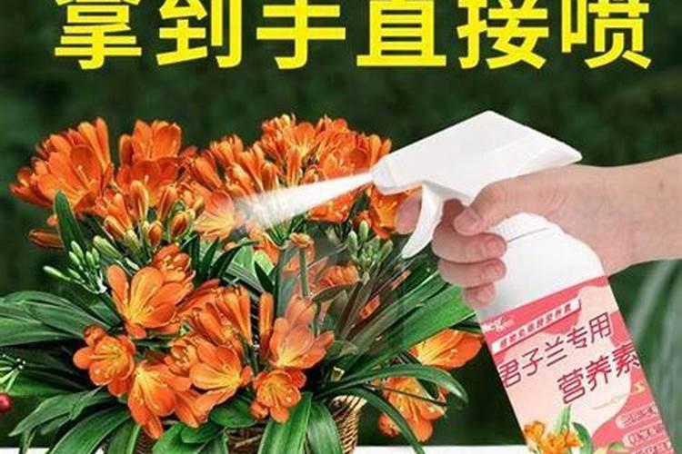 君子兰施肥需施什么肥料