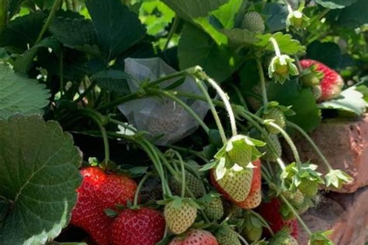 夏枯草的养殖方法