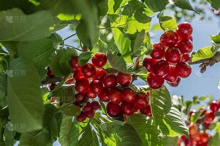 检验铵态氮肥的方法