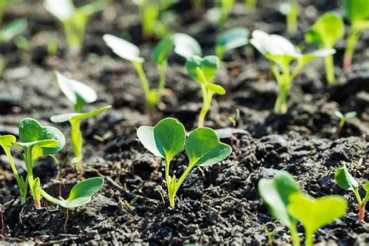 红萝卜上什么肥料好