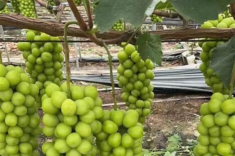 阳光玫瑰的施肥方案