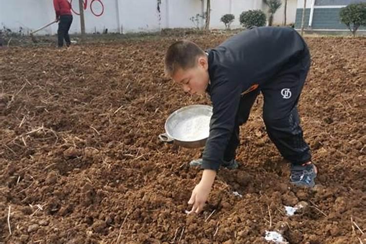 复合肥撒到地里可以直接撒葱籽吗？