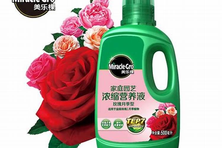 月季花夏秋之交该怎么管理追肥时间到了