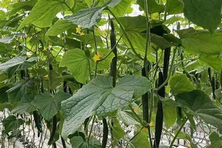 芒果高产施肥的方法!芒果用什么肥料？