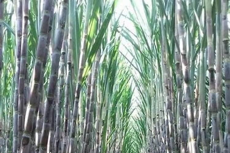 甘蔗追肥用什么肥料好