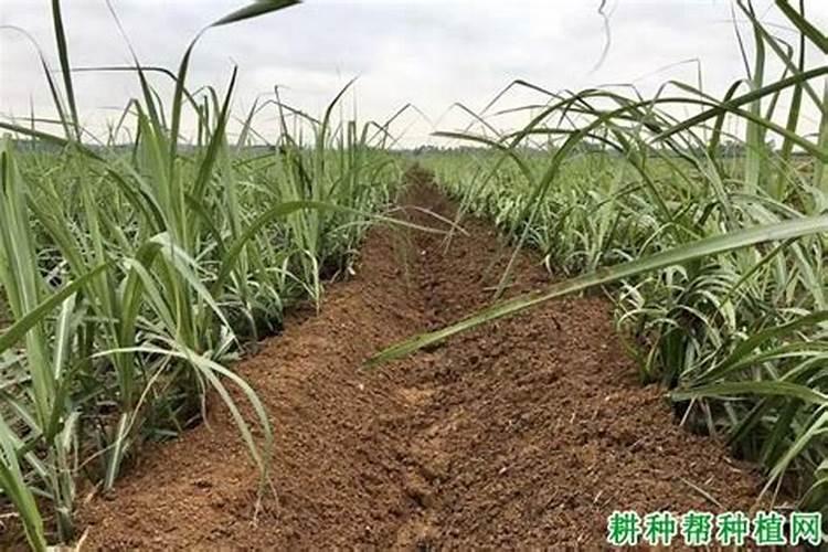 如何在甘蔗上正确使用生物肥