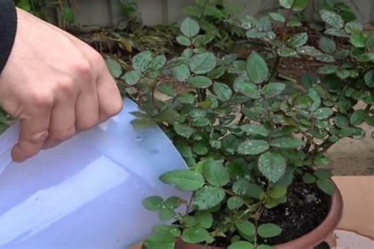 种南瓜用什么肥料又大又甜