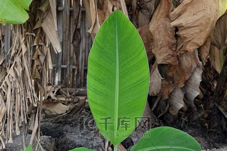 香蕉科学施肥方法,什么时候适合施肥