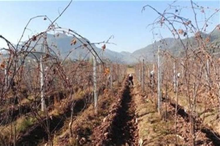 葡萄树冬季要施肥吗