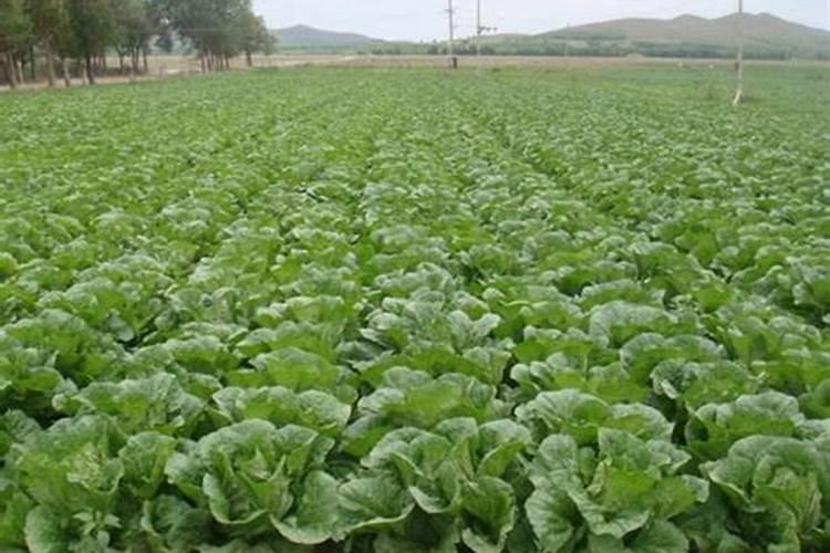 河滩沙地适合种什么