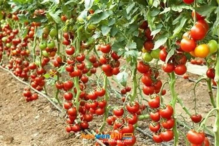 西红柿什么时候施肥西红柿施肥时间
