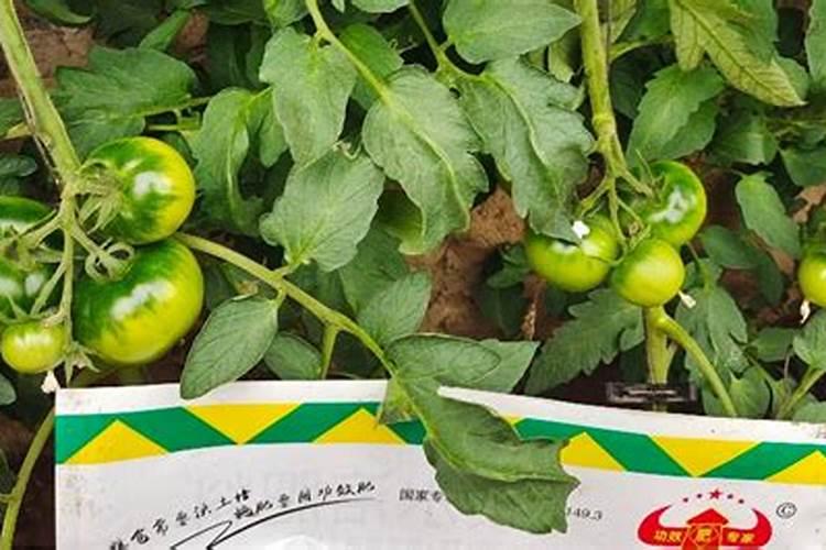 观音竹的施肥方法什么肥料好？