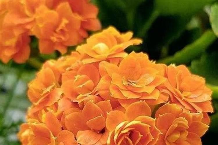 花生硼肥什么时间施用