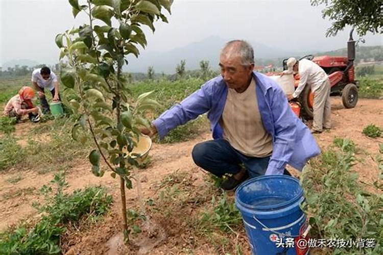 果树什么时候施肥最好 果树何时施肥最好