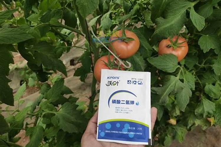 种植西红柿要施什么肥为什么？