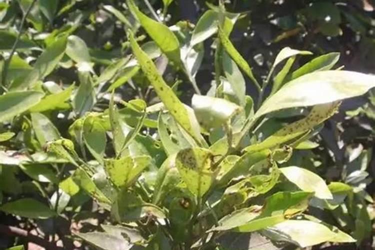 在种植茄子的时候,用化肥好还是用农家肥好？