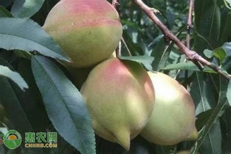 绿萝施什么肥最好 适合用什么肥料