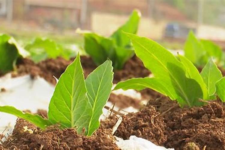 烟草专用肥厂家批发？烤烟用那种肥料效果好？促花保果抗病肥调色师!