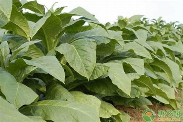 烤烟施钾肥最佳时间 什么时候使用效果好