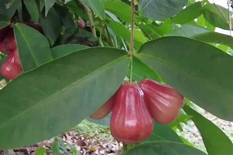 大豆肥料的主要成分是豆瓣吗