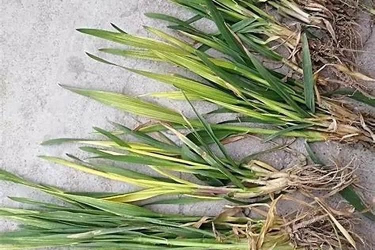 果树花多不坐果 揭秘原因及对策