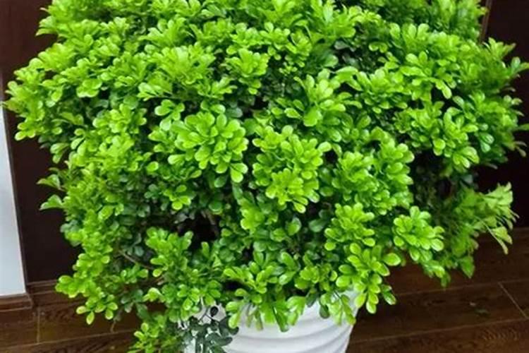 水溶肥高钾型和平衡型的区别