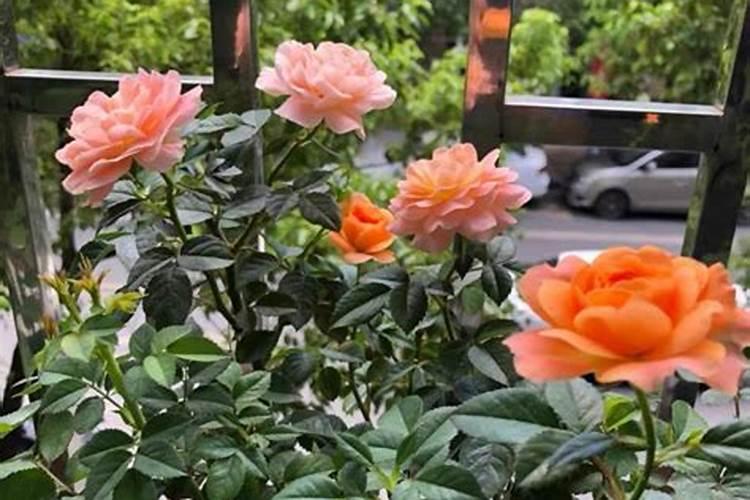 养花用什么肥料最好