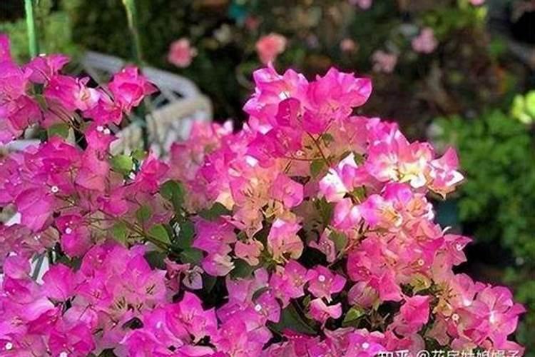 大家都给三角梅施什么肥？多久施肥一次