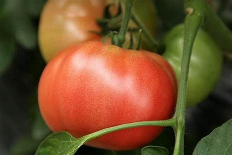 西红柿肥料的施肥要求