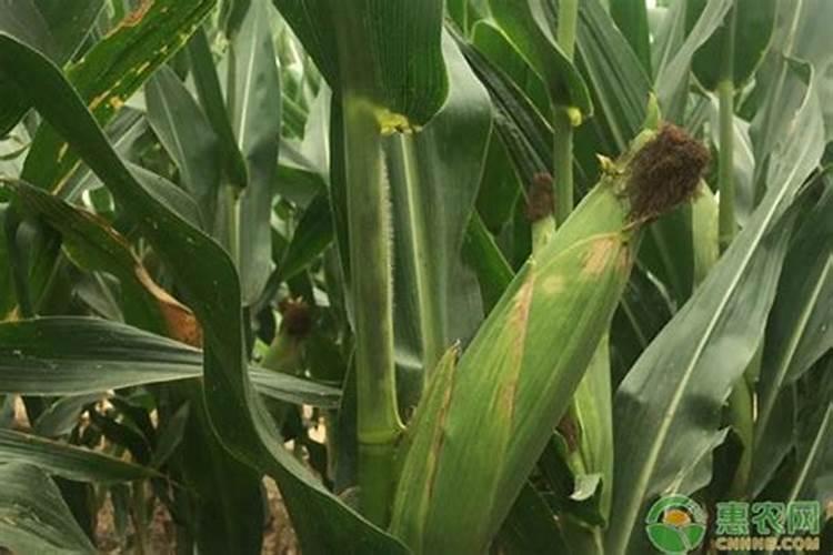玉米被水淹黄怎么办玉米叶面肥有哪些好