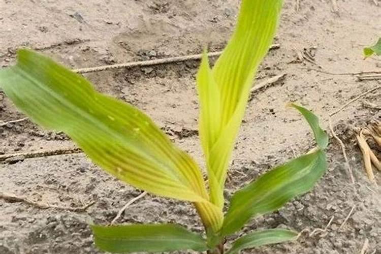 玉米受涝灾后打什么叶面肥好