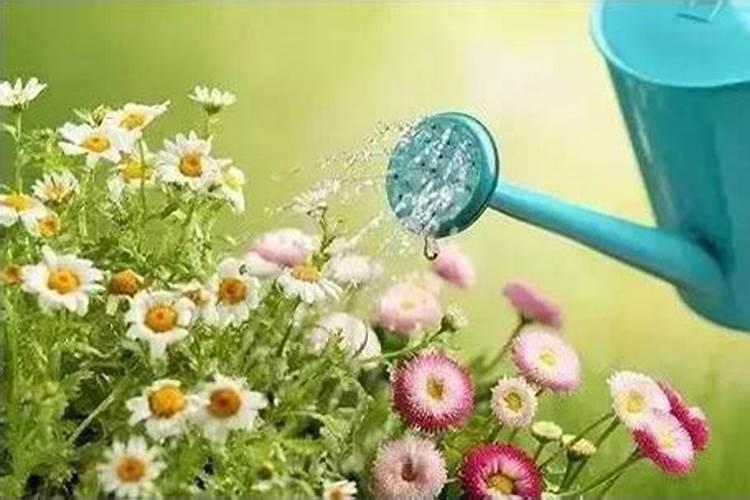 叶面肥浇花怎么使用