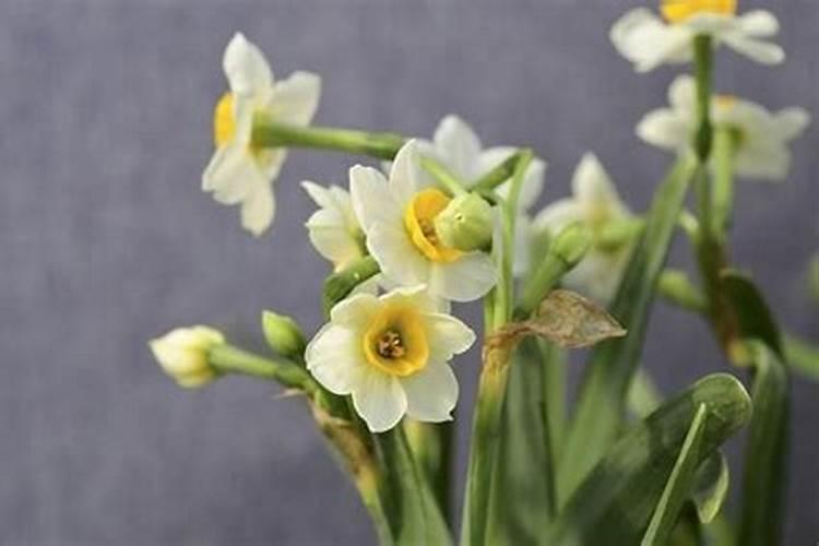 黄粉虫粪沙能做什么饲料