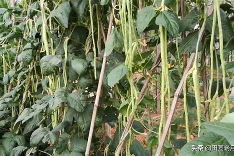 带自吸盆的绿萝怎么浇水