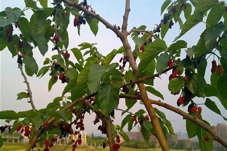 桑树四季施肥的管理要点 桑树应该怎么施肥