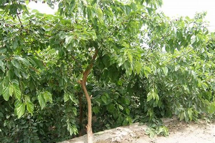 桑树四季施肥方法是什么 有哪些注意事项