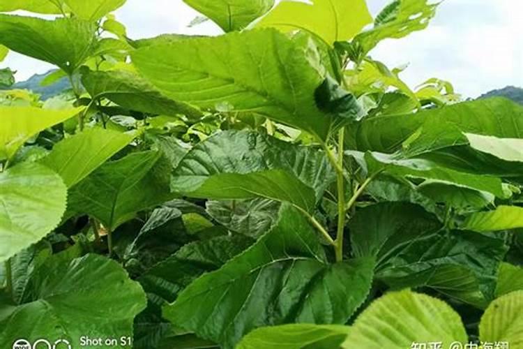 怎样提高叶面施肥的效果？