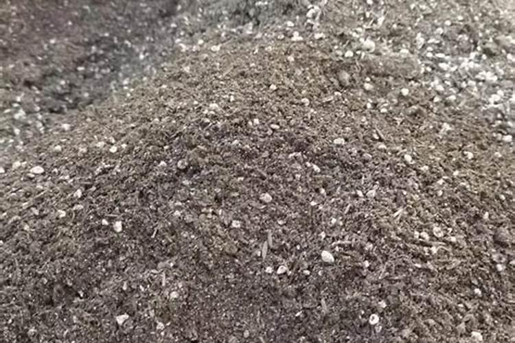 种花能直接用草炭土吗