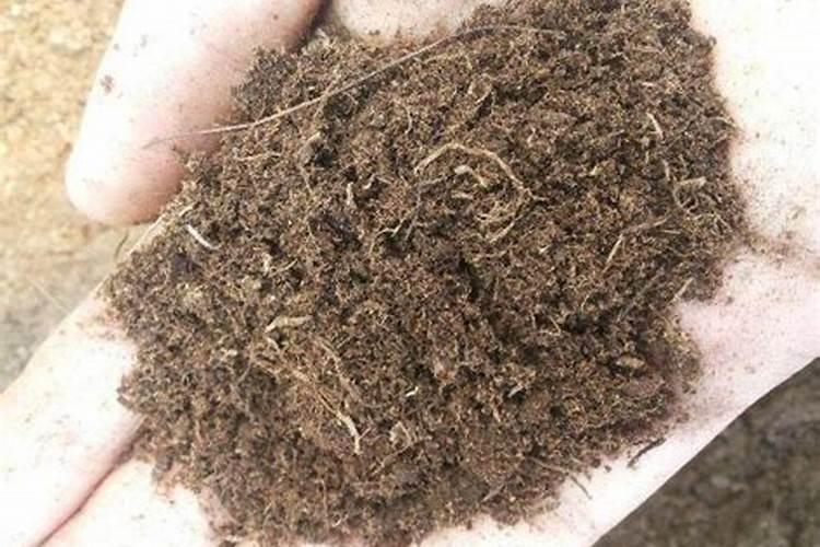 草炭土是什么土