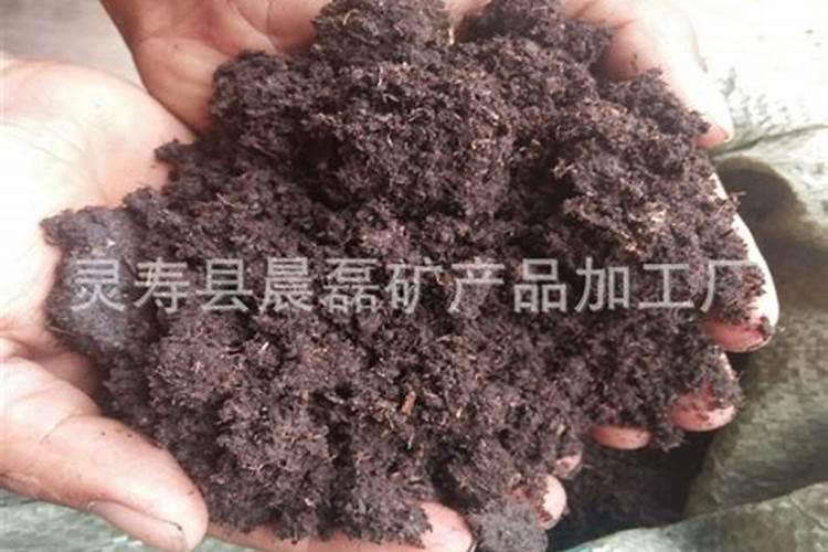 君子兰幼苗怎么养