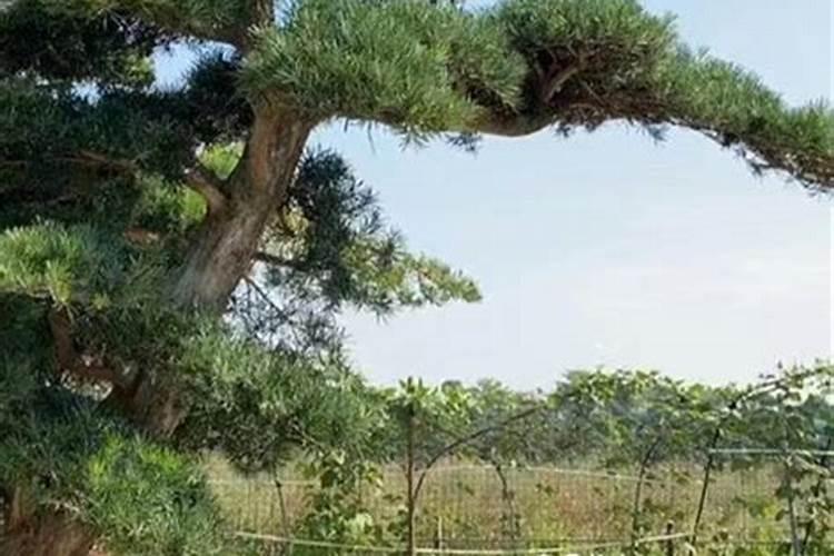 罗汉松的叶面肥怎么弄