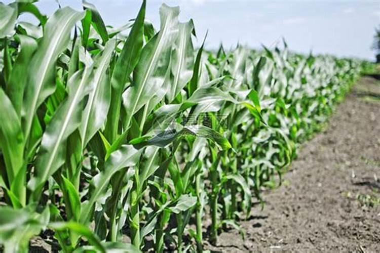 `史丹利三铵50公斤装,一袋零售多少元？