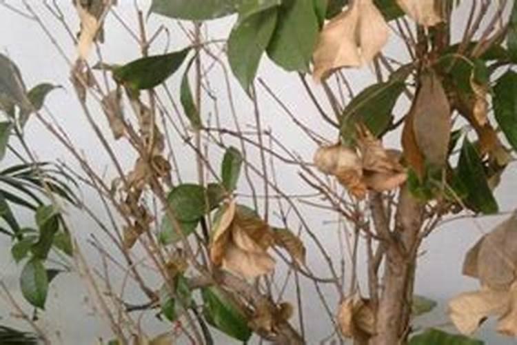 一年花椒树怎么使用尿素叶面肥